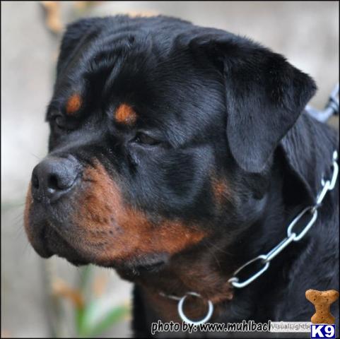 Rottweiler Puppies in FL